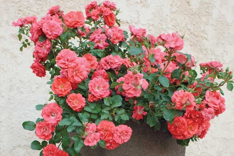 Coral Drift Rose shrub flowering bush for sale in Lebanon