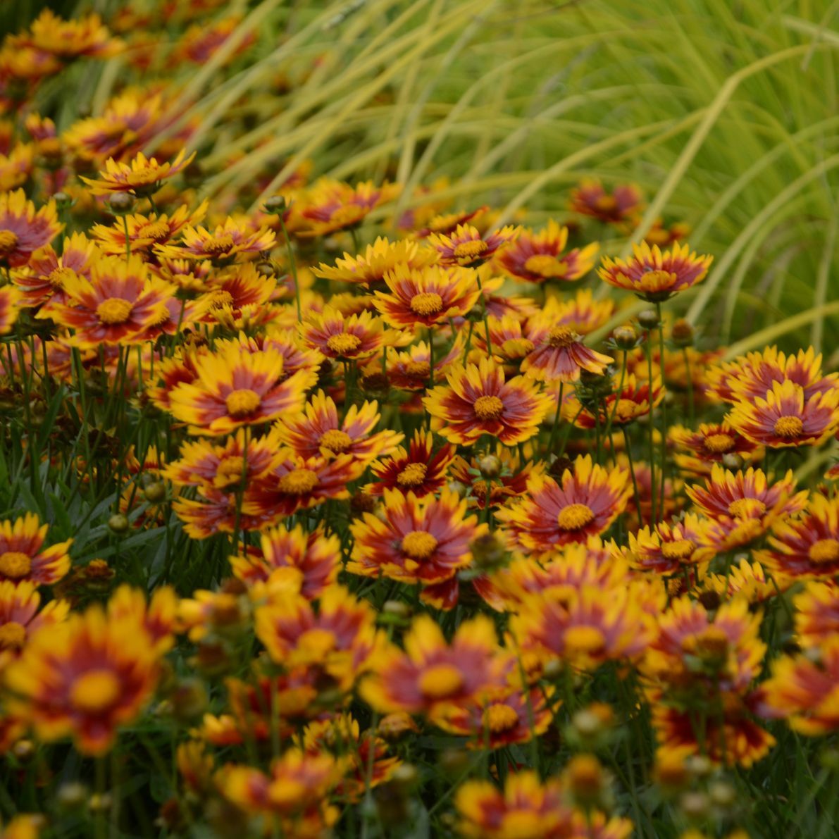 Coreopsis Li