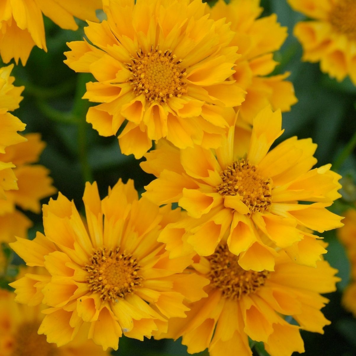 Coreopsis Jethro Tull Tickseed broadleaf perennial for sale in Lebanon