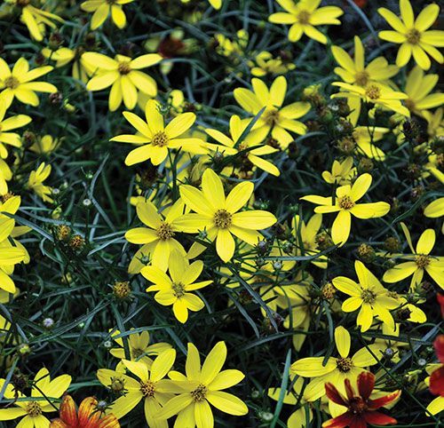 Coreopsis Electric Ave Tickseed threadleaf perennial for sale in Lebanon
