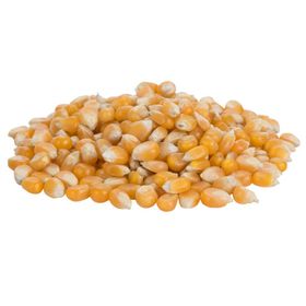 bulk garden seeds for sale