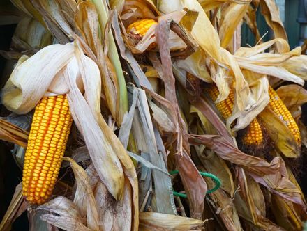 fall corn shocks