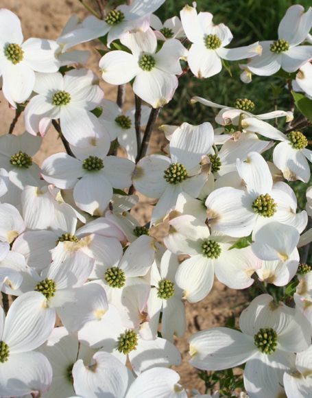 Cornus Florida Cherokee Princess Dogwood Tree for sale in Lebanon