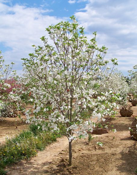 Cornus Florida Cherokee Princess Dogwood Tree for sale in Lebanon