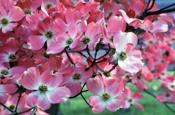Cornus Florida Rubra Pink Flowering Native Dogwood Tree for sale in Lebanon