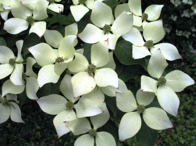 Cornus kousa Milky Way Kousa Dogwood Tree for sale in Lebanon