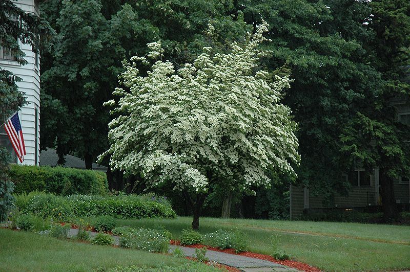 Cornus kousa Milky Way Kousa Dogwood Tree for sale in Lebanon