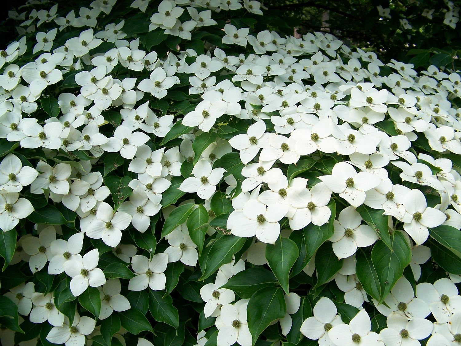 Cornus kousa chinensis Kousa  Dogwood Tree for sale in Lebanon