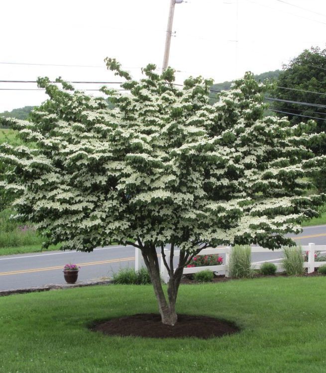 Cornus Kousa Clump Dogwood Tree