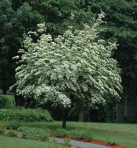 Cornus Kousa Milky Way Dogwood Tree