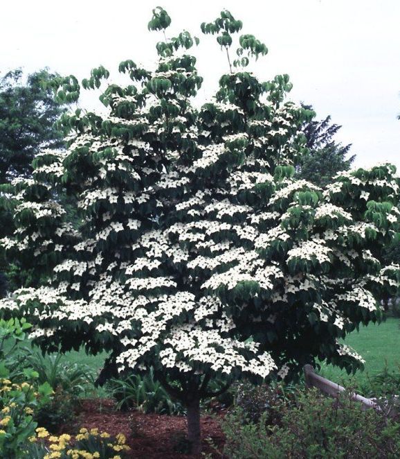 Cornus Kousa Milky Way Dogwood Tree