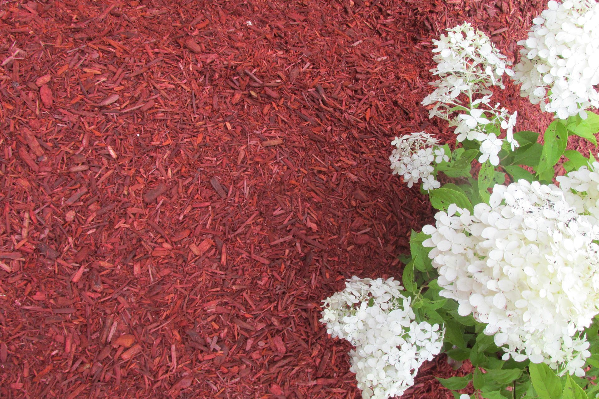 Bulk Country Red Dyed Mulch For Sale near me delivered to Lebanon, Annville, Palmyra, & Cornwall.