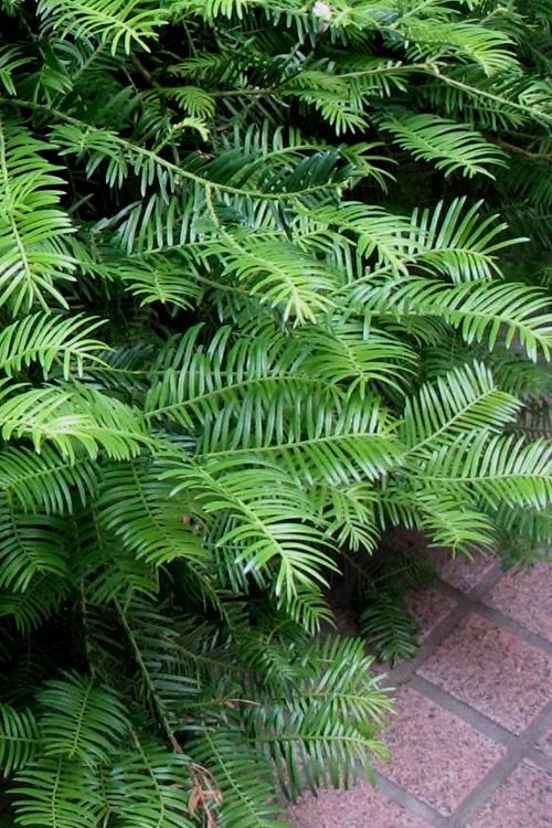 plum yew japanese spreading shrub evergreen bush for sale in Lebanon