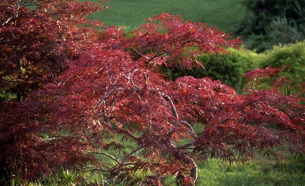 Acer Palmatum Crimson Queen Japanese Maple Laceleaf Tree for sale in Lebanon