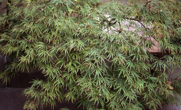 Acer Palmatum Crimson Queen Japanese Maple Laceleaf Tree for sale in Lebanon