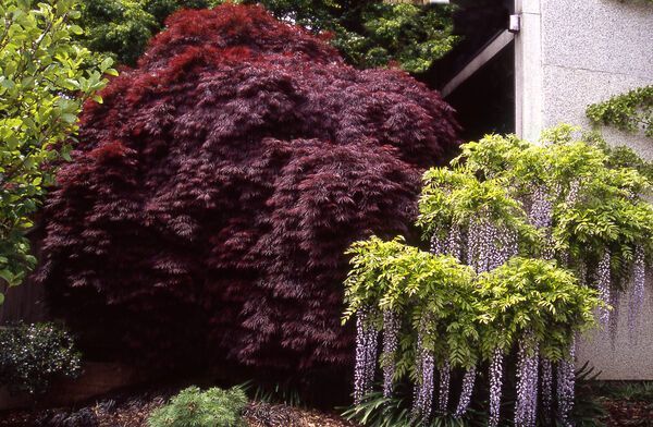 Acer Palmatum Crimson Queen Japanese Maple Laceleaf Tree for sale in Lebanon