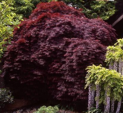 Acer palmatum dissectum Crimson Queen Japanese Maple
