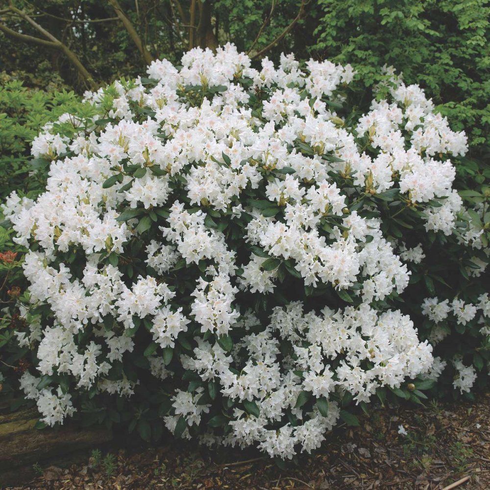 rhododendron shrub bush cunningham's white