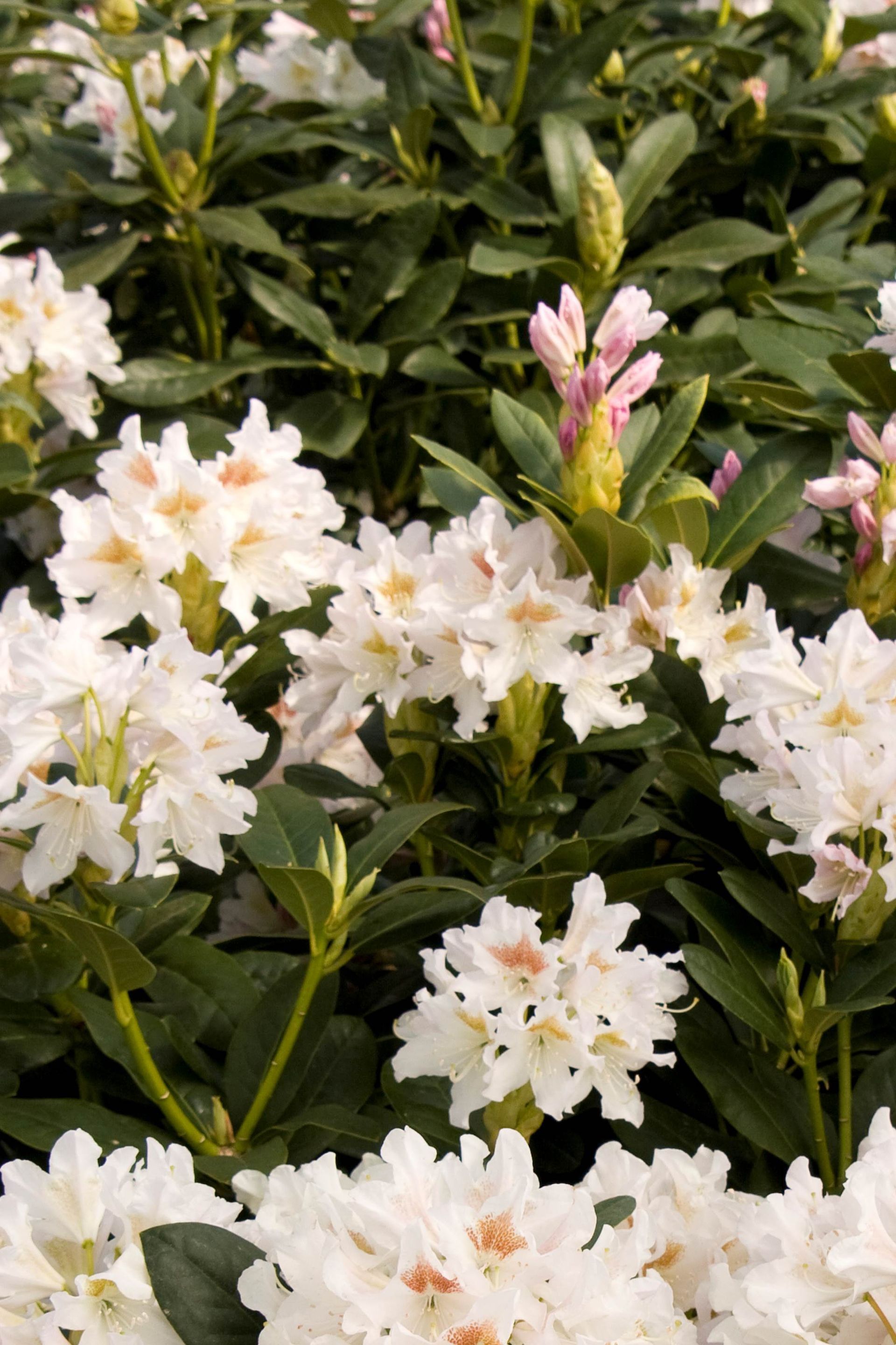 Cunningham White Rhododendron shrub flowering bush for sale in Lebanon