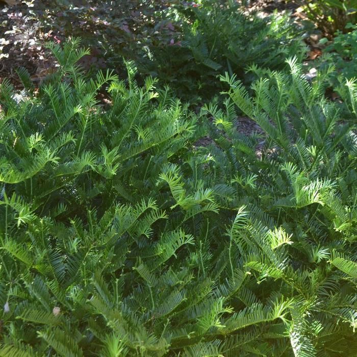 plum yew japanese spreading shrub evergreen bush for sale in Lebanon