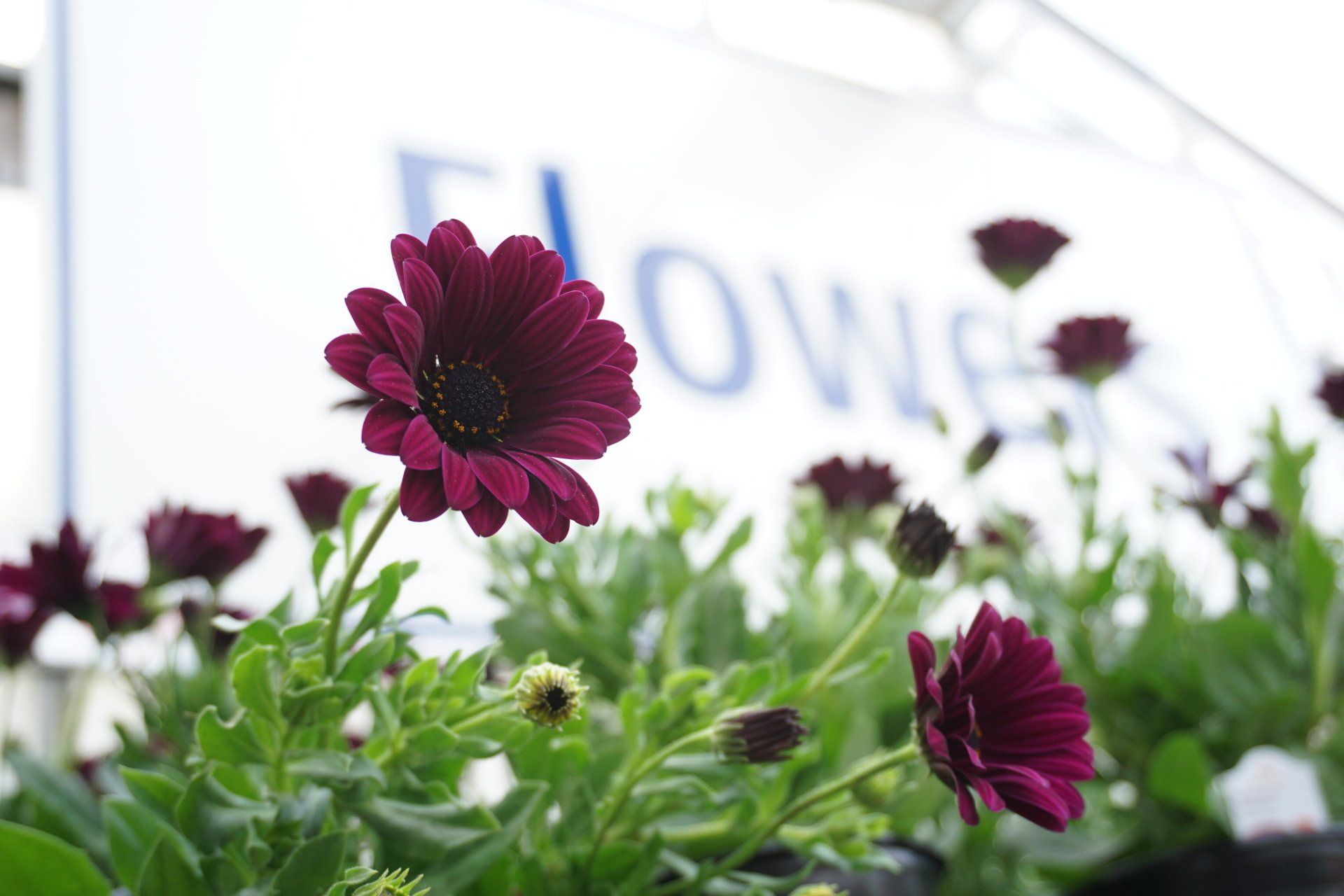 Nolt’s Garden Center Greenhouse, Nursery, & Landscape Supply