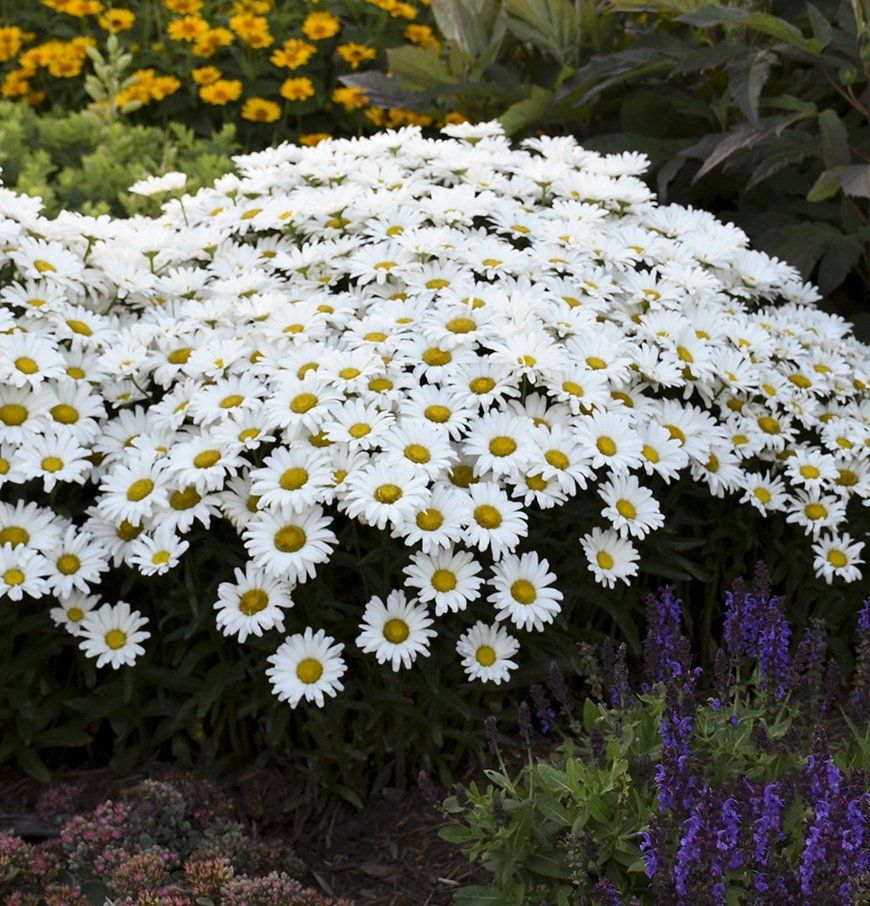 Leucanthemum Daisy May Shasta Daisy