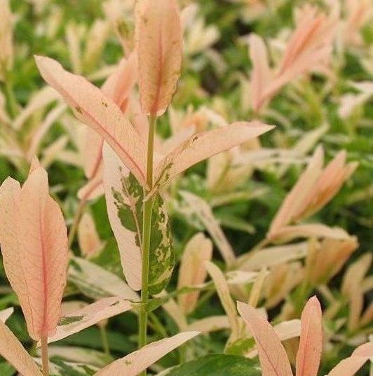 Dappled Willow bush flowering shrub for sale in Lebanon