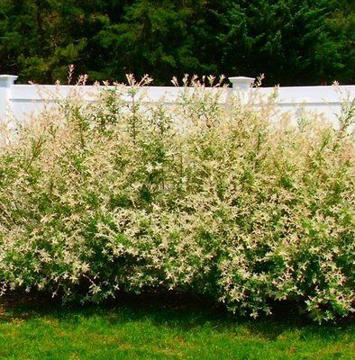 dappled willow shrub bush Salix integra Hakuro Nishiki