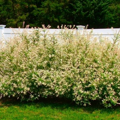 dappled willow shrub bush Salix integra Hakuro Nishiki for sale in Lebanon