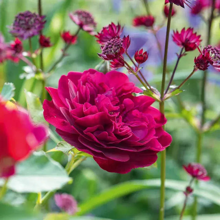 English Rose Darcey Bussell David Austin Rose shrub flowering bush for sale in Lebanon