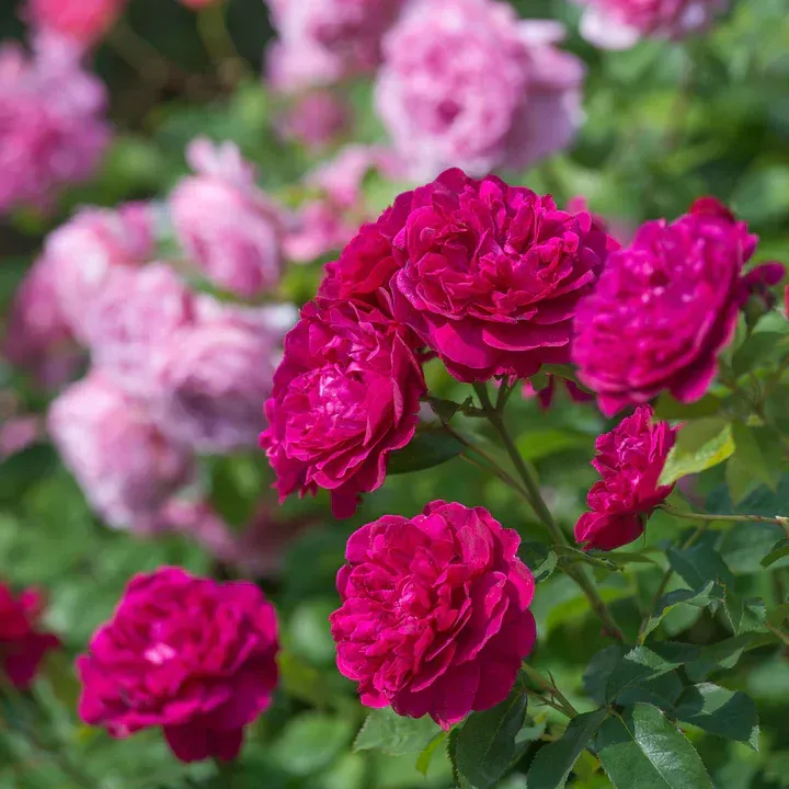 English Rose Darcey Bussell David Austin Rose shrub flowering bush for sale in Lebanon