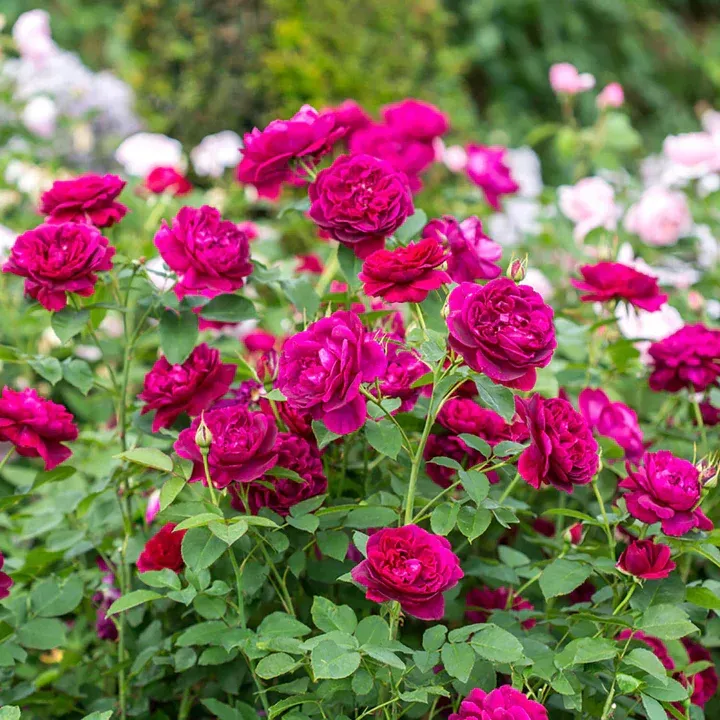 English Rose Darcey Bussell David Austin Rose shrub flowering bush for sale in Lebanon