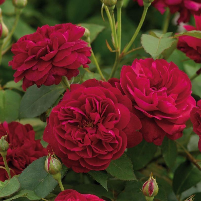 English Rose Darcey Bussell David Austin Rose shrub flowering bush for sale in Lebanon