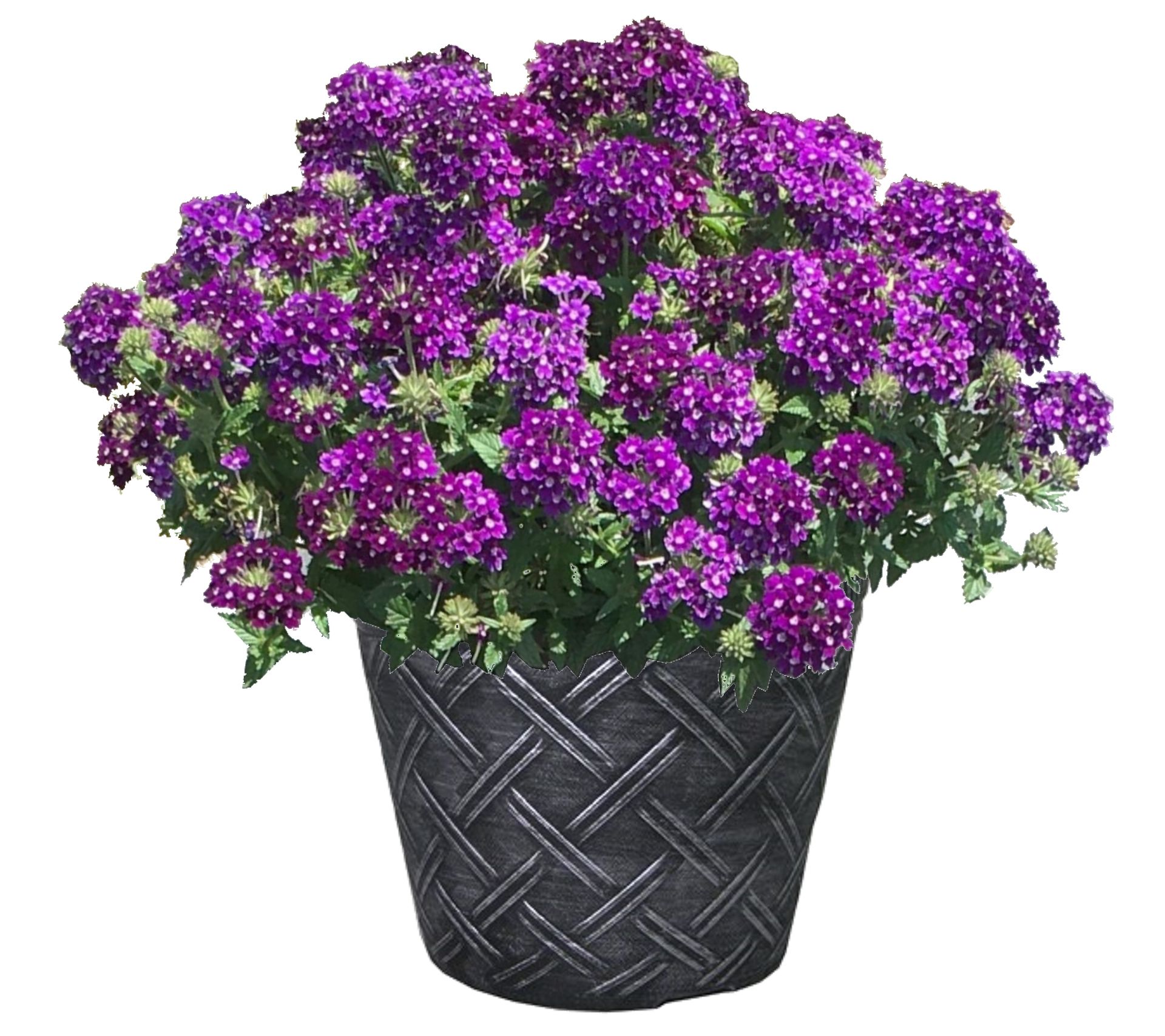 Verbena Dark Violet  Flower for sale in Lebanon PA