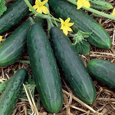 Dasher Cucumber plants  for sale in Lebanon PA