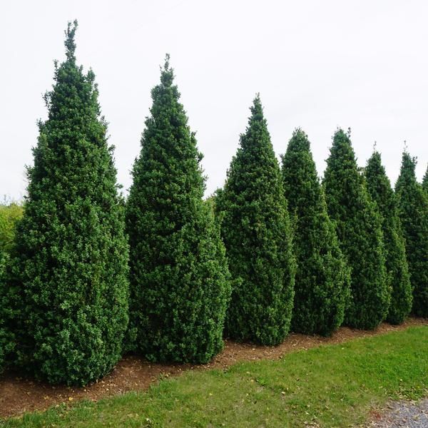 Buxus Dee Runk Boxwood shrub evergreen bush for sale in Lebanon