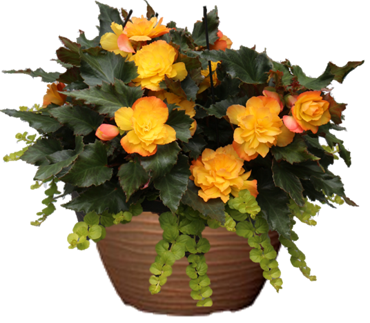 Orange Impatiens Sunpatiens Hanging Basket flowers for sale in Lebanon PA