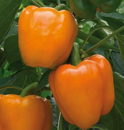 Delirio Orange Bell Pepper Plants for sale in Lebanon PA