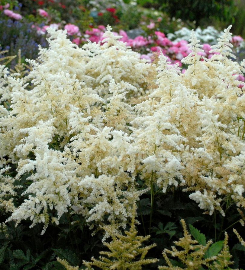 Deutschland Astilbe perennial for sale in Lebanon