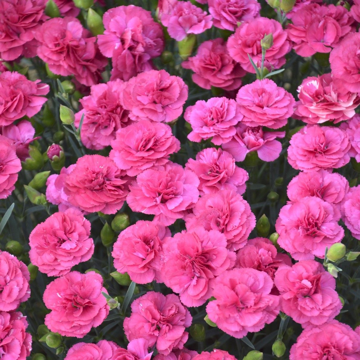 Pretty Poppers Double Bubble Dianthus perennial for sale in Lebanon