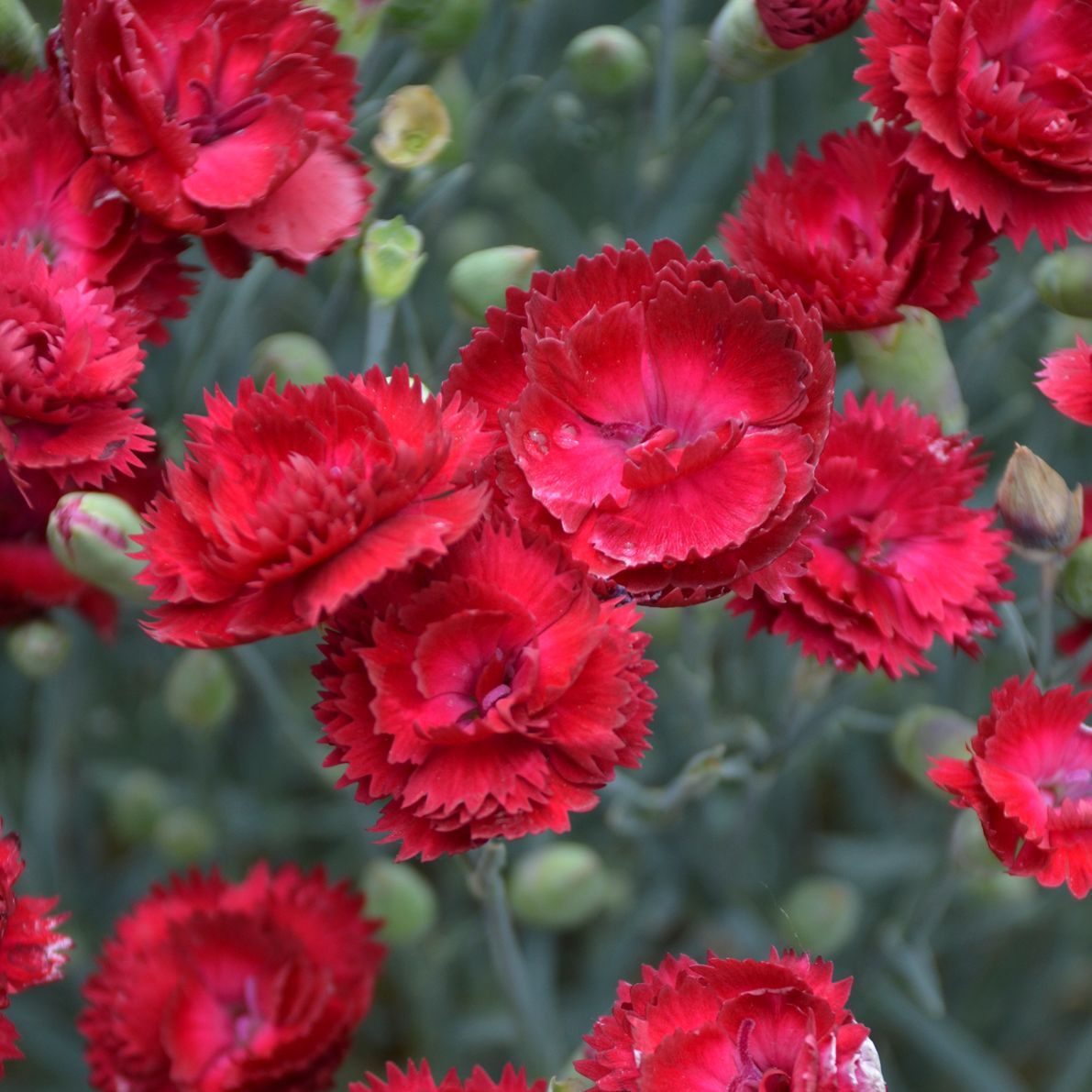 Pretty Poppers Electric Red Dianthus perennial for sale in Lebanon