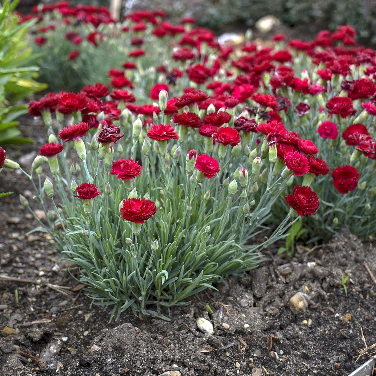 Pretty Poppers Electric Red Dianthus perennial for sale in Lebanon