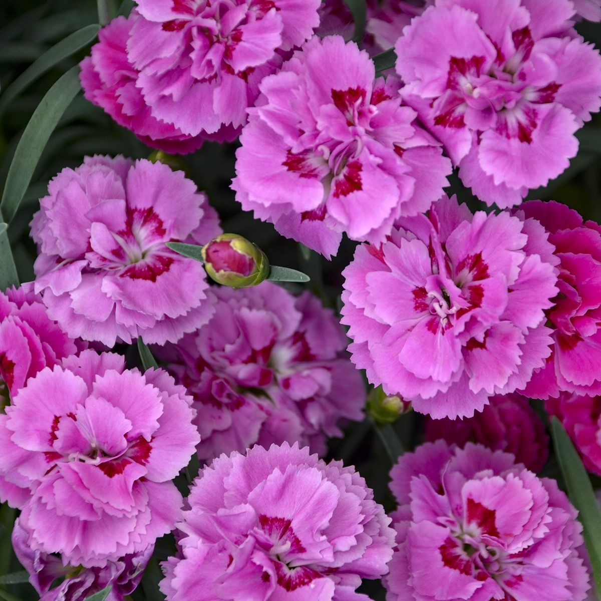 Pretty Poppers Goody Gumdrops Dianthus perennial for sale in Lebanon