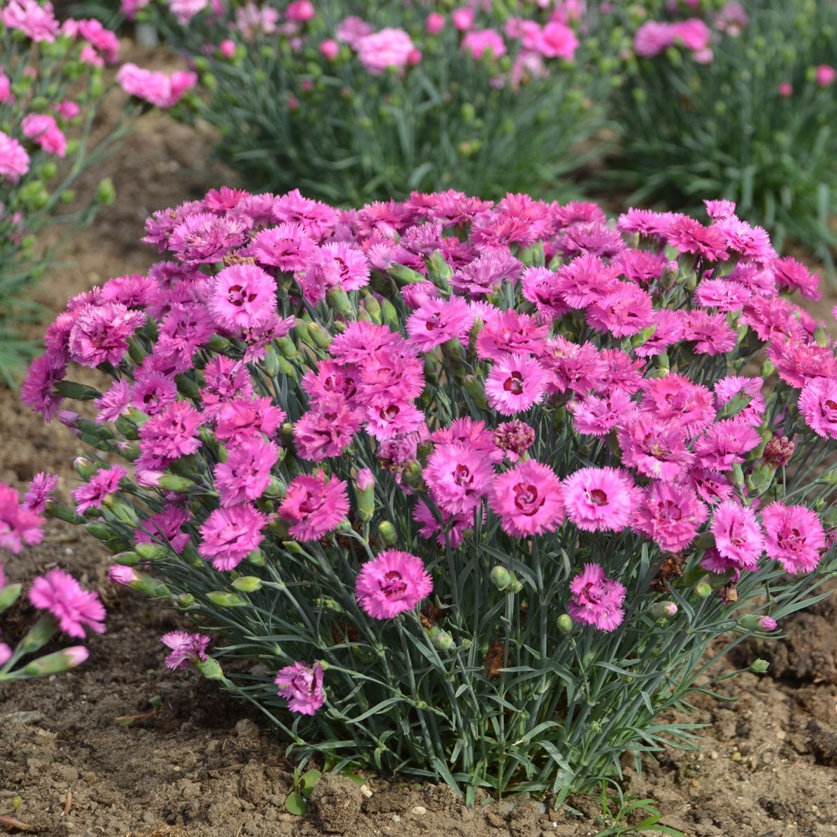 Pretty Poppers Goody Gumdrops Dianthus perennial for sale in Lebanon