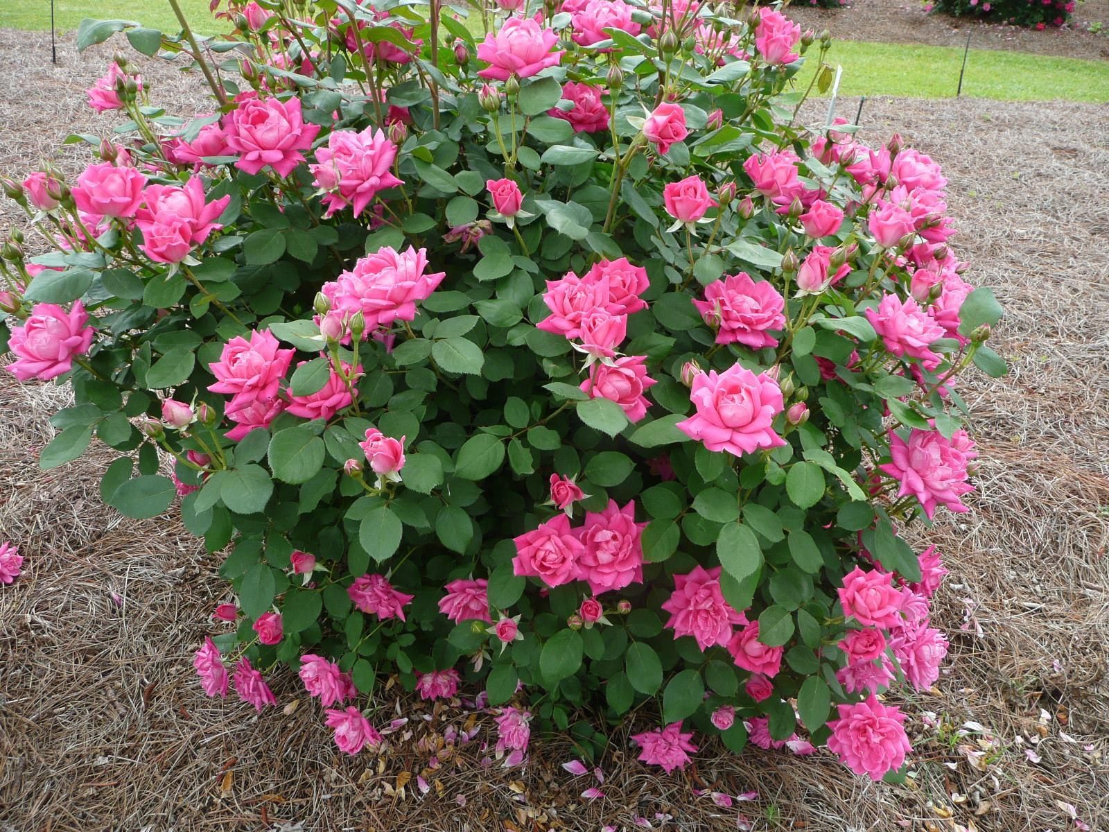Double Pink Knockout Rose shrub flowering bush for sale in Lebanon