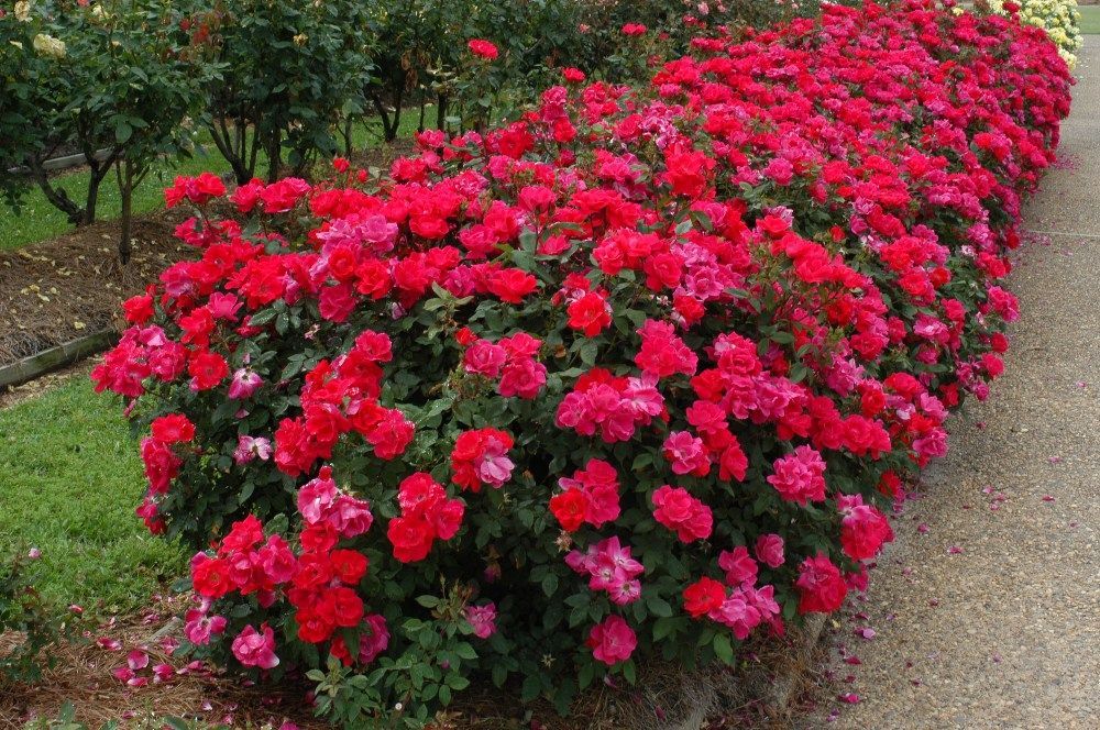 Double Red Knockout Rose shrub flowering bush for sale in Lebanon