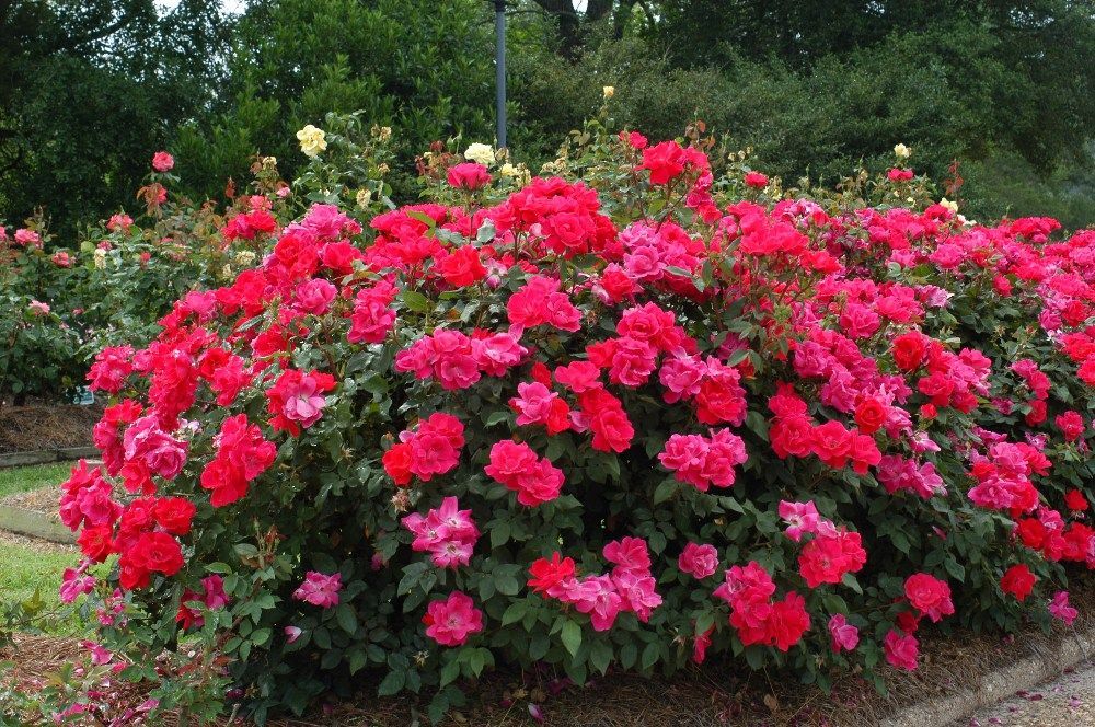 Double Red Knockout Rose shrub flowering bush for sale in Lebanon