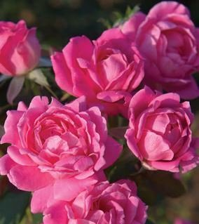 rose bush double pink knockout shrub