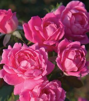 rose bush double pink knockout shrub