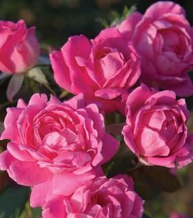 rose bush double pink knockout shrub for sale in Lebanon